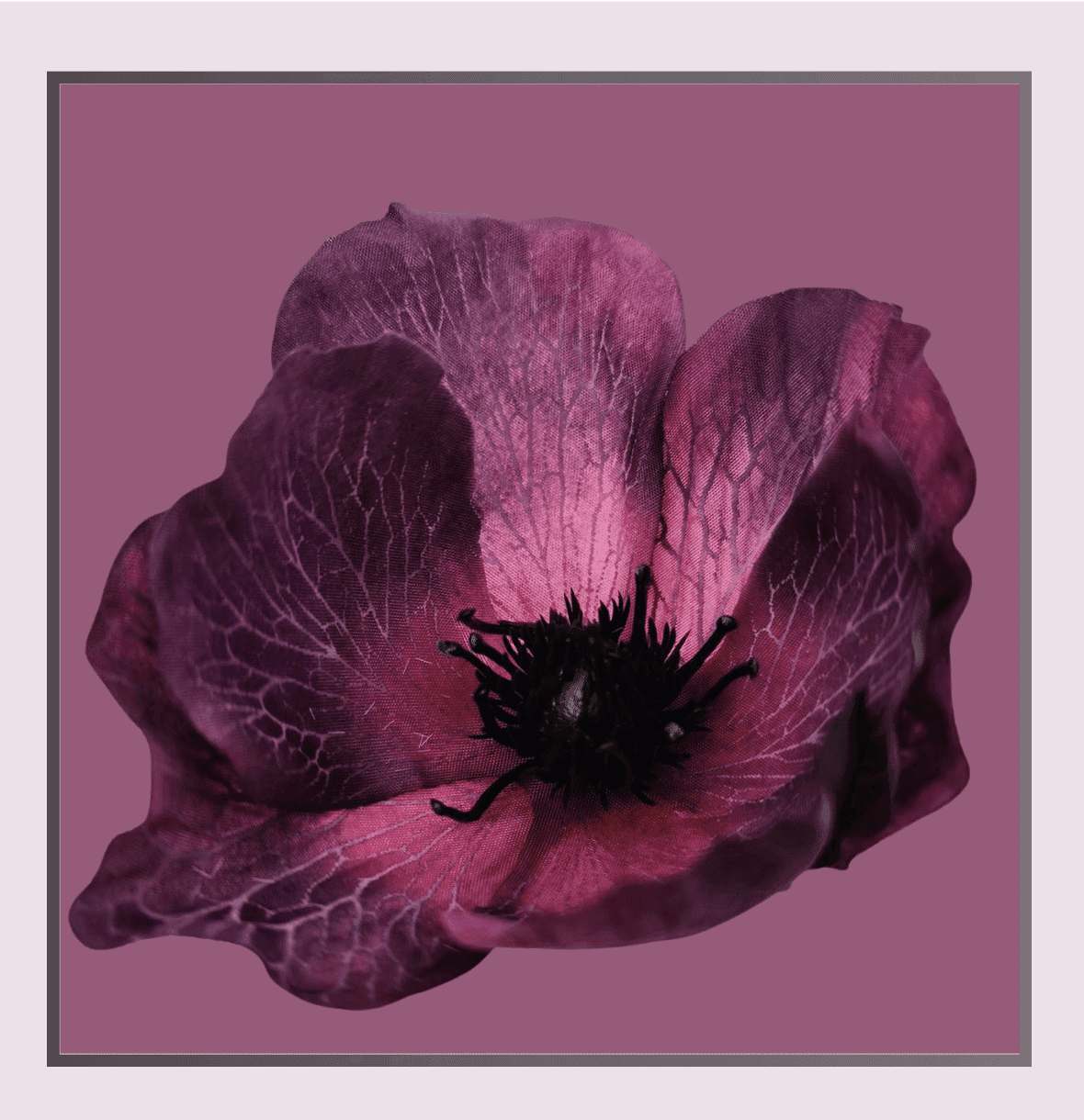 Xanthe’s ‘Morotia’ Xanthe’s ‘Morotia’