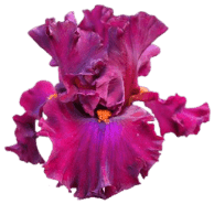 10-5 Electric Morotia flowers
