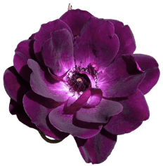 Burnt Morotia flowers Burnt Morotia flowers