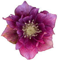 Burnt Morotia flowers Burnt Morotia flowers