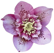 Light Morotia flowers Light Morotia flowers