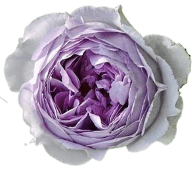 Light Morotia flowers Light Morotia flowers