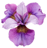 Light Morotia flowers Light Morotia flowers