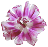 Atmospheric Morotia flowers Atmospheric Morotia flowers