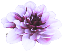 Atmospheric Morotia flowers Atmospheric Morotia flowers