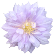 Atmospheric Morotia flowers Atmospheric Morotia flowers