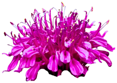 10-5 Electric Morotia flowers