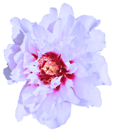 Atmospheric Morotia flowers Atmospheric Morotia flowers