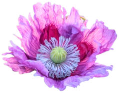 10-5 Electric Morotia flowers