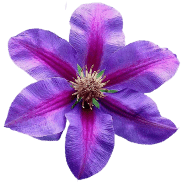 10-5 Electric Morotia flowers