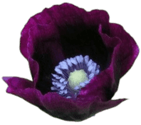 Deep Morotia flowers Deep Morotia flowers