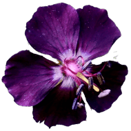 Deep Morotia flowers Deep Morotia flowers