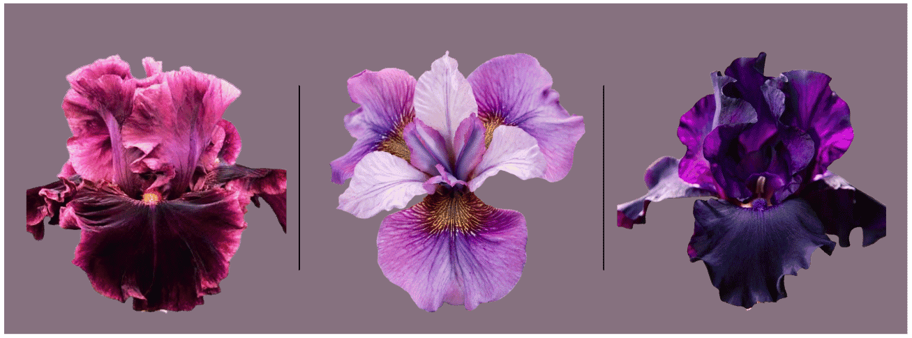 Living purple Living purple