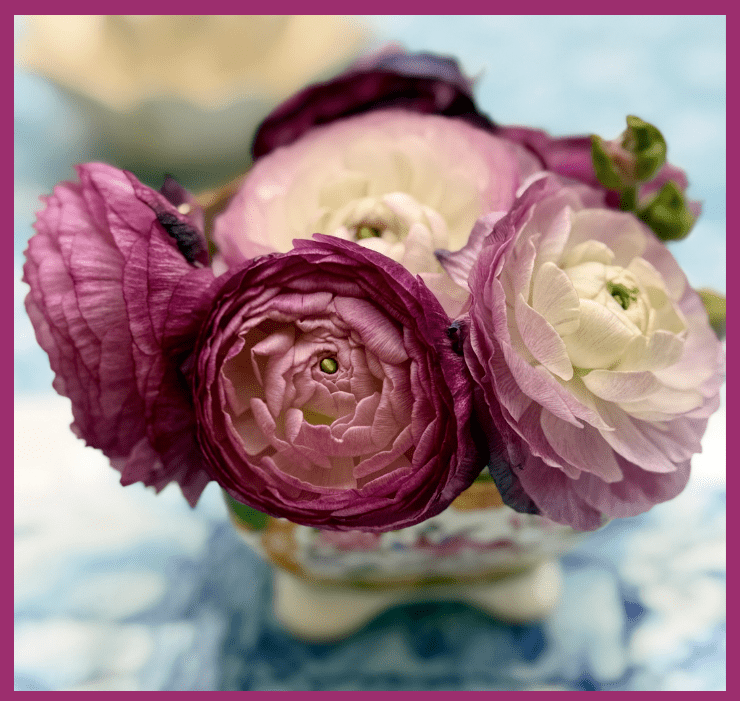 Ranunculus bouque Ranunculus bouque
